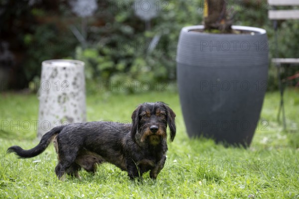 Rough-haired dachshund (Canis lupus familiaris) male, 4 years, attentive, in a meadow, in garden, Stuttgart, Baden-Württemberg, Germany