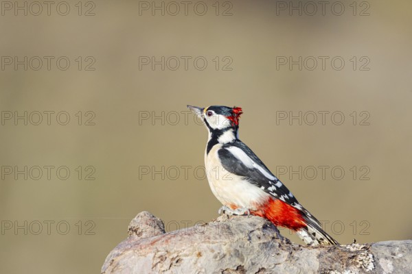 Great spotted woodpecker (Dendrocopus major) ml Germany