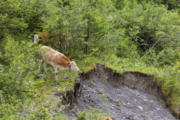 Holstein-Friesian cattle grazing on a mountain pasture in steep terrain. Eng Valley, Austria