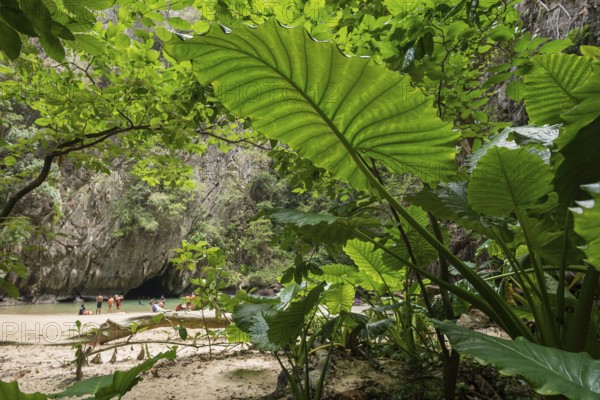 Sandy beach beach with cave in the rainforest, Emerald Cave, Koh Mook, Trang Province, Southern Thailand, Andaman Sea, Thailand