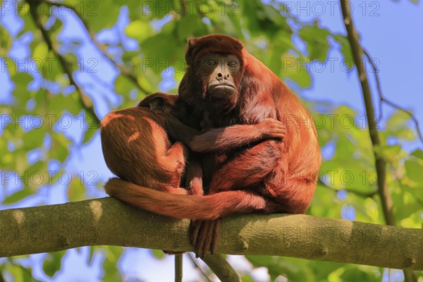 Venezuelan red howler (Alouatta seniculus), adult, female, juvenile, on tree, resting, South America