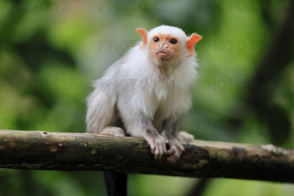 Silver marmoset (Mico argentatus, Syn.: Callithrix argentata), silver marmoset, adult, sitting on tree trunk, alert, South America
