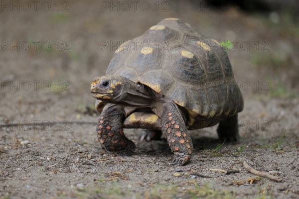Coal turtle (Geochelone carbonaria), adult, foraging, running, South America