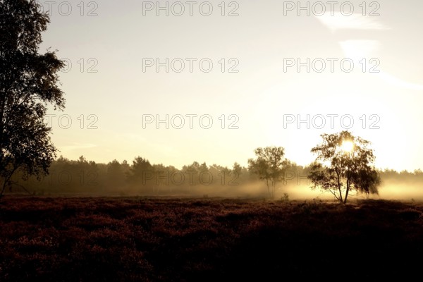 Morning atmosphere in a heath landscape, morning sun and fog, summer, Germany