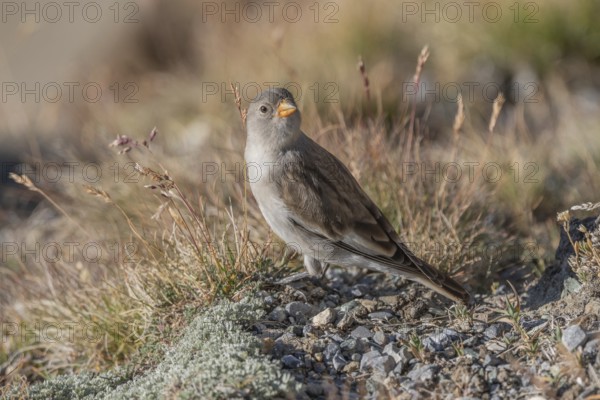 A young white snowfinch (Montifringilla nivalis) searches for food between rocks and grass. The sunlight illuminates the scene and highlights the bird's feathers as it searches for insects or seeds. Zermatt, Valais, Alps, Swiss
