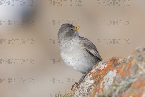 A young white snowfinch (Montifringilla nivalis) with grey feathers and a bright orange beak sits on a rocky surface. The light-coloured background suggests a calm, natural mountain world. The day appears calm and clear. Zermatt, Valais, Alps, Switzerland