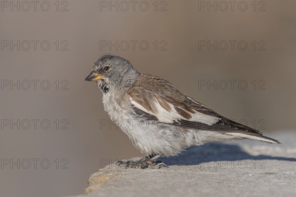 A white snowfinch (Montifringilla nivalis) stands on a rocky surface and displays its striking plumage. The scene captures the essence of winter and emphasises the bird's natural behaviour in a cold environment. Zermatt, Valais, Alps, Swiss