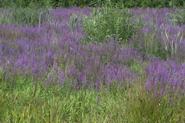 Purple loosestrife (Lythrum salicaria) in a dry carp pond, Eckental, Middle Franconia, Bavaria, Germany