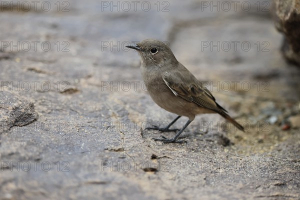 Rusty-tailed Wheatear, (Oenanthe familiaris), adult, alert, Mountain Zebra National Park, South Africa