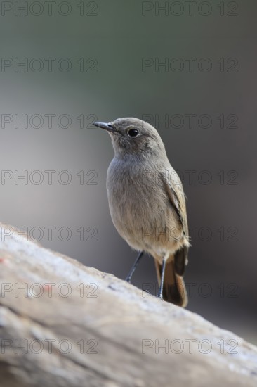 Rusty-tailed Wheatear, (Oenanthe familiaris), adult, alert, Mountain Zebra National Park, South Africa