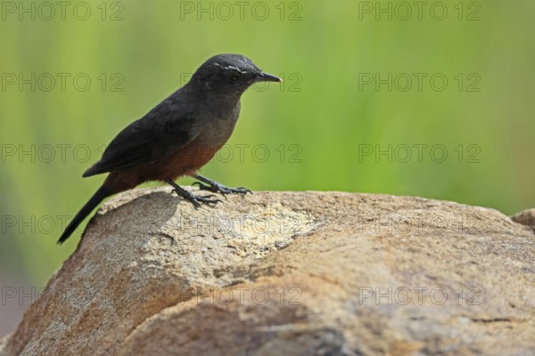 Red-bellied Wheatear (Thamnolaea cinnamomeiventris), adult, female, on the ground, foraging, Mountain Zebra National Park, Eastern Cape, South Africa