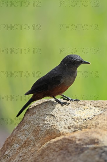 Red-bellied Wheatear (Thamnolaea cinnamomeiventris), adult, female, on the ground, foraging, Mountain Zebra National Park, Eastern Cape, South Africa