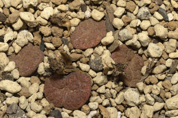Lithops fulviceps, Living Stones, Hottentot Popo, Stellenbosch Botanical Garden, Western Cape, South Africa