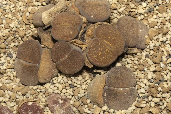 Lithops aucampiae, Living Stones, Hottentot Popo, Stellenbosch Botanical Garden, Western Cape, South Africa