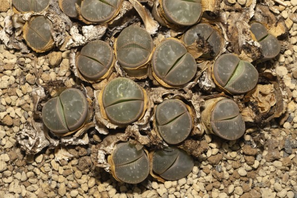 Lithops olivacea, Living Stones, Hottentot Butt, Stellenbosch Botanical Garden, Western Cape, South Africa