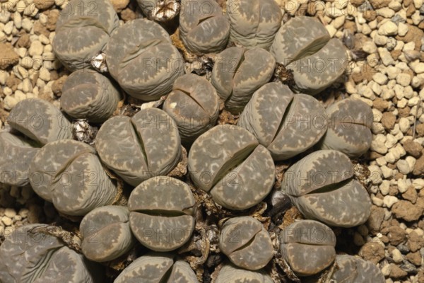 Lithops marmorata, Living Stones, Hottentot Butt, Stellenbosch Botanical Garden, Western Cape, South Africa