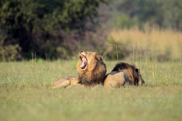 Lion (Panthera leo), male, two brothers, resting, lying, yawning, in the grass, Pilanesberg National Park, North West Province, South Africa