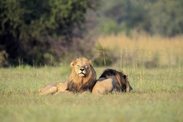 Lion (Panthera leo), male, two brothers, resting, lying, in the grass, Pilanesberg National Park, North West Province, South Africa