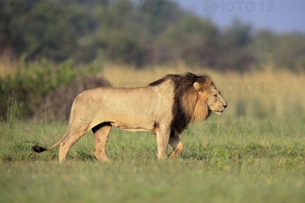 Lion (Panthera leo), adult, male, running, alert, Pilanesberg National Park, North West Province, South Africa