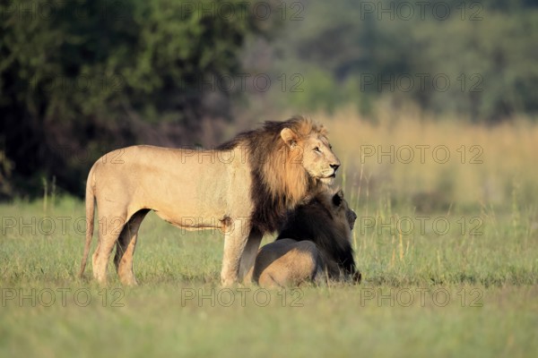 Lion (Panthera leo), male, two brothers, alert, Pilanesberg National Park, North West Province, South Africa