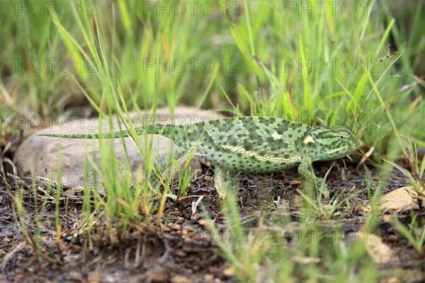 Lappet-faced chameleon (Chamaeleo dilepsis), adult, foraging, on the ground, Pilanesberg National Park, North West Province, South Africa