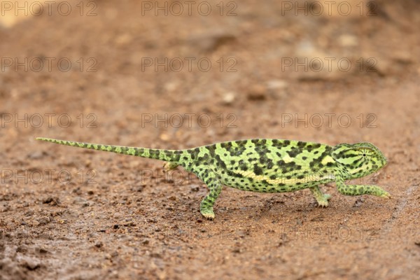 Lappet-faced chameleon (Chamaeleo dilepsis), adult, foraging, on the ground, crossing a track, Pilanesberg National Park, North West Province, South Africa