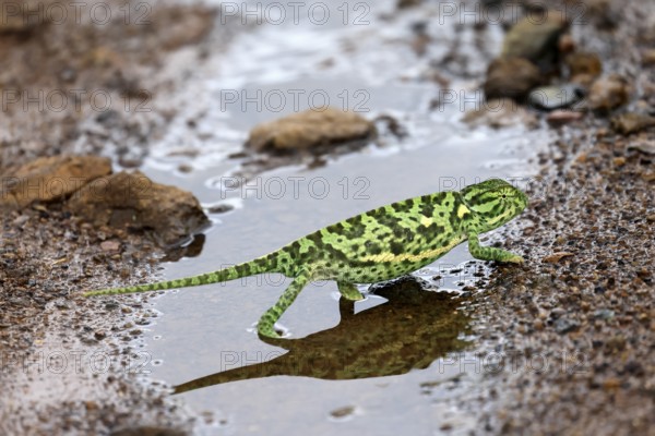 Lappet-faced chameleon (Chamaeleo dilepsis), adult, foraging, on ground, running, water, puddle, Pilanesberg National Park, North West Province, South Africa