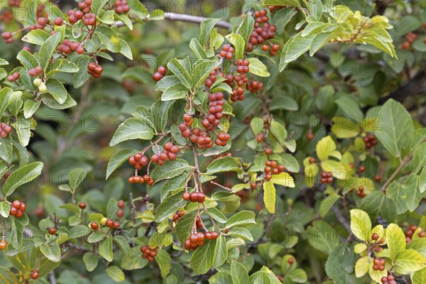 Lavender starflower (Grewia occidentalis), crossberry, fruits, leaves, Karoo Desert Botanic Garden, Worcester, Western Cape, South Africa