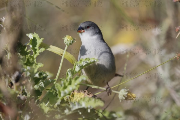 Green Astrild (Coccopygia melanotis), adult, female, on shrub, feeding, seeds, Kirstenbosch Botanical Gardens, Cape Town, South Africa