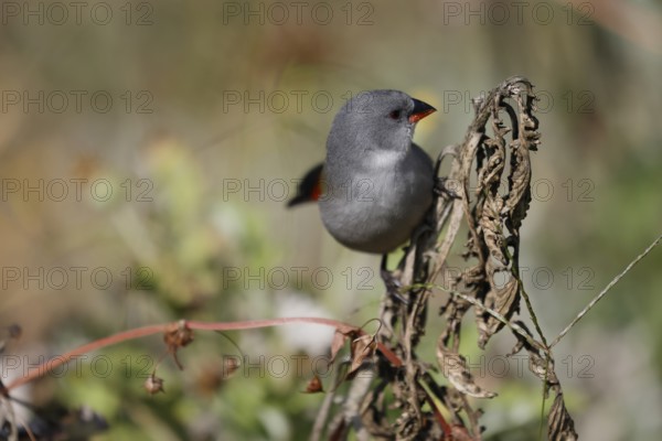 Green Astrild (Coccopygia melanotis), adult, female, on shrub, foraging, Kirstenbosch Botanical Gardens, Cape Town, South Africa