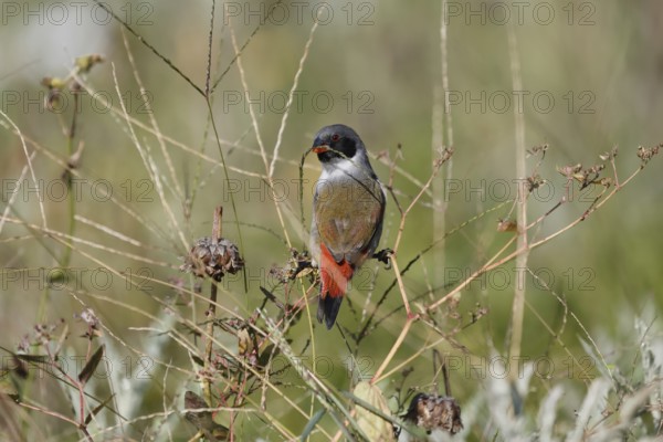 Green Astrild (Coccopygia melanotis), adult, male, on shrub, feeding, seeds, Kirstenbosch Botanical Gardens, Cape Town, South Africa