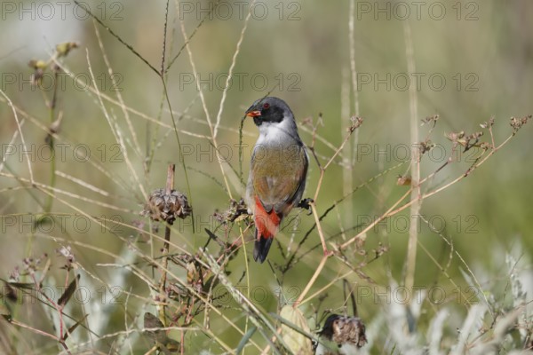 Green Astrild (Coccopygia melanotis), adult, male, on shrub, foraging, Kirstenbosch Botanical Gardens, Cape Town, South Africa
