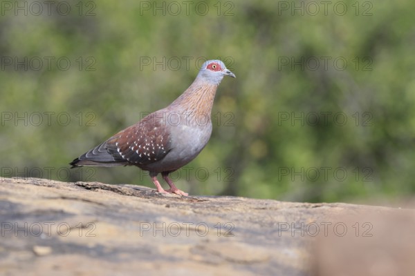 Guinea Pigeon (Columba guinea), Streak-necked Pigeon, adult, on rocks, foraging, Mountain Zebra National Park, Eastern Cape, South Africa
