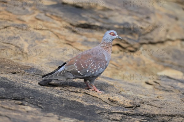 Guinea Pigeon (Columba guinea), Streak-necked Pigeon, adult, on the ground, foraging, Mountain Zebra National Park, Eastern Cape, South Africa