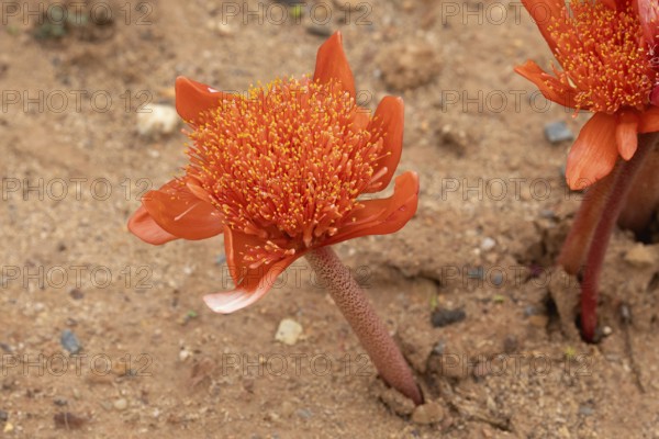 Scarlet bloodflower, (Haemanthus coccineus), flower, in bloom, Karoo Desert Botanic Garden, Worcester, Western Cape, South Africa