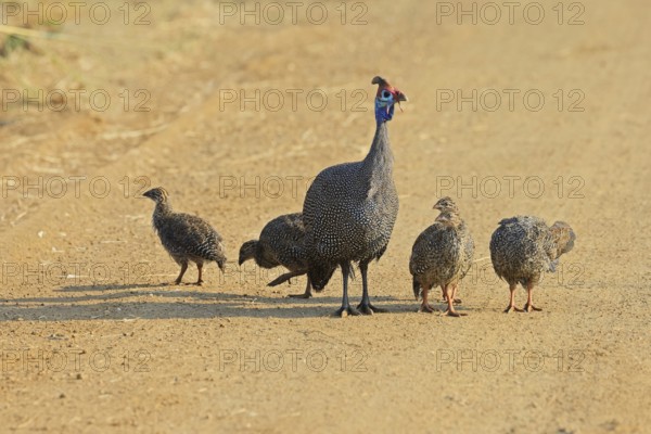 Helmeted guinea fowl (Numida meleagris), group, adult, juveniles, chicks, alert, foraging, on track, Pilanesberg National Park, North West Province, South Africa