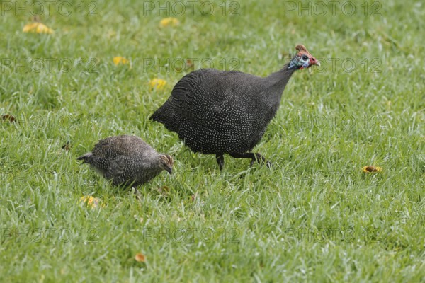 Helmeted guinea fowl (Numida meleagris), adult, juvenile, chick, alert, foraging, Kirstenbosch Botanical Gardens, Cape Town, South Africa