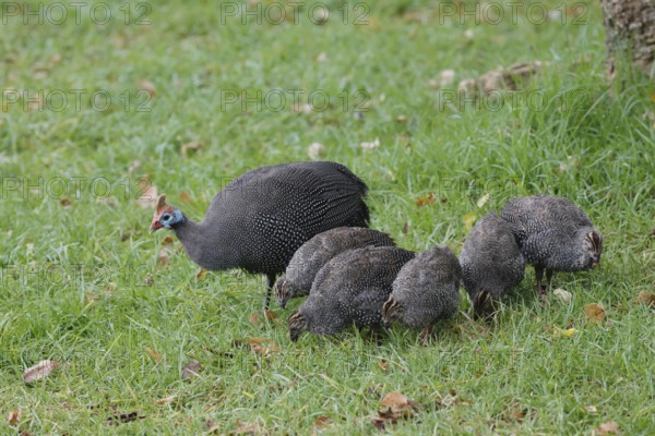 Helmeted guinea fowl (Numida meleagris), adult, juvenile, chick, alert, foraging, Kirstenbosch Botanical Gardens, Cape Town, South Africa