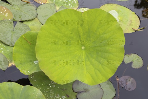 Indian Lotus (Nelumbo nucifera), leaf, in water, Stellenbosch Botanic Gardens, Western Cape, South Africa