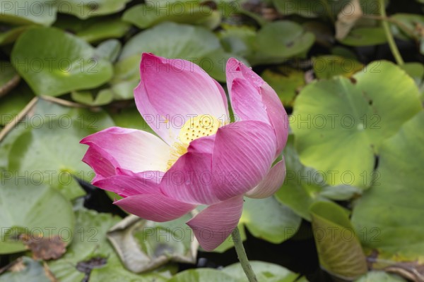 Indian Lotus (Nelumbo nucifera), flower, blooming, in water, Stellenbosch Botanic Gardens, Western Cape, South Africa
