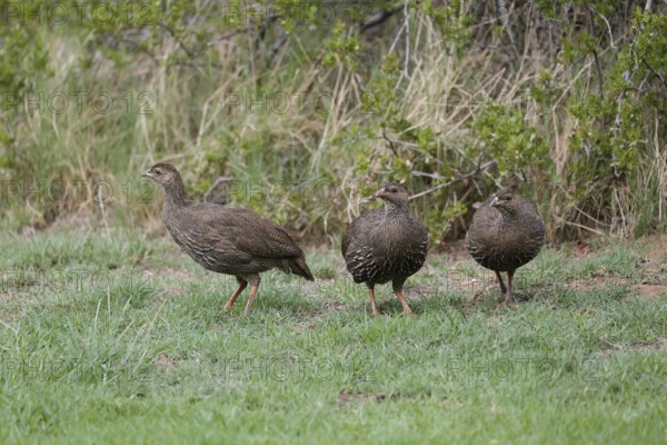 Cape Francolin (Pternistis capensis), adult, group, running, foraging, Karoo Desert Botanic Garden, Worcester, Western Cape, South Africa