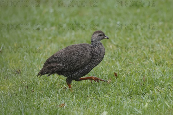 Cape Francolin (Pternistis capensis), adult, running, foraging, Karoo Desert Botanic Garden, Worcester, Western Cape, South Africa