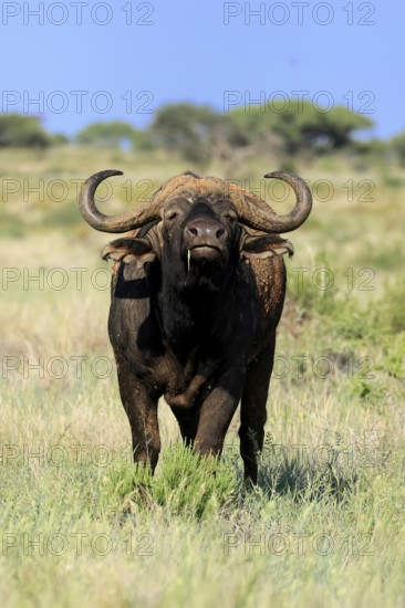 Cape buffalo (Syncerus caffer), adult, foraging, feeding, Mokala National Park, Northern Cape, South Africa