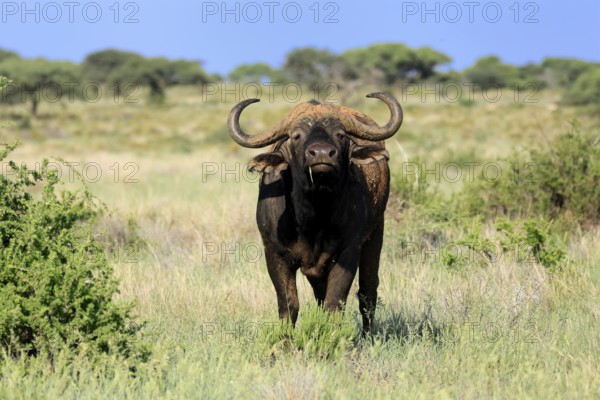 Cape buffalo (Syncerus caffer), adult, foraging, feeding, Mokala National Park, Northern Cape, South Africa