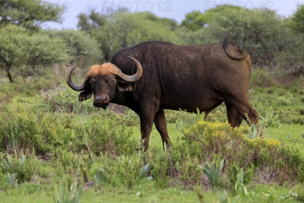 Cape buffalo (Syncerus caffer), adult, foraging, Mokala National Park, Northern Cape, South Africa