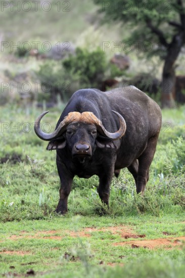 Cape buffalo (Syncerus caffer), adult, foraging, Mokala National Park, Northern Cape, South Africa