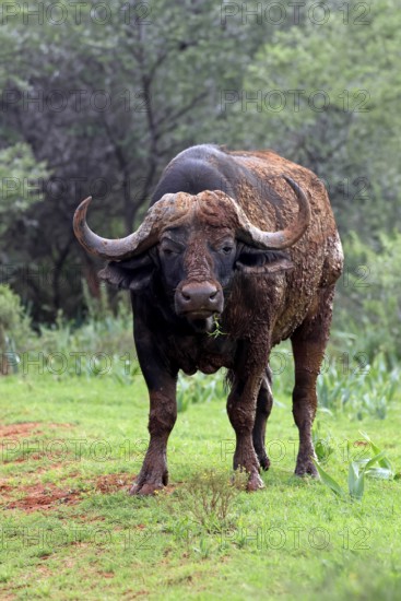 Cape buffalo (Syncerus caffer), adult, feeding, Mokala National Park, Northern Cape, South Africa