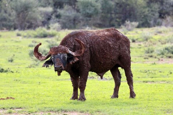 Cape buffalo (Syncerus caffer), adult, foraging, after mud bath, Mokala National Park, Northern Cape, South Africa