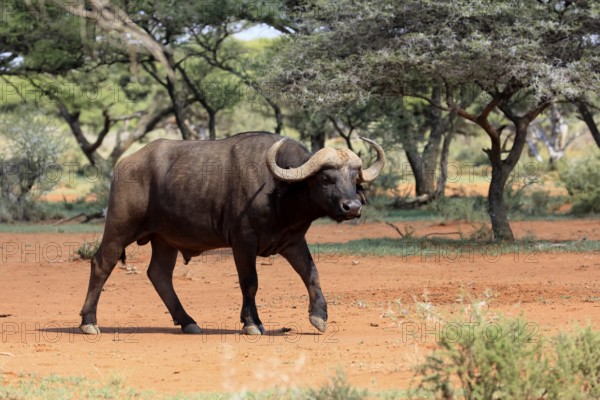 Cape buffalo (Syncerus caffer), adult, foraging, running, Mokala National Park, Northern Cape, South Africa
