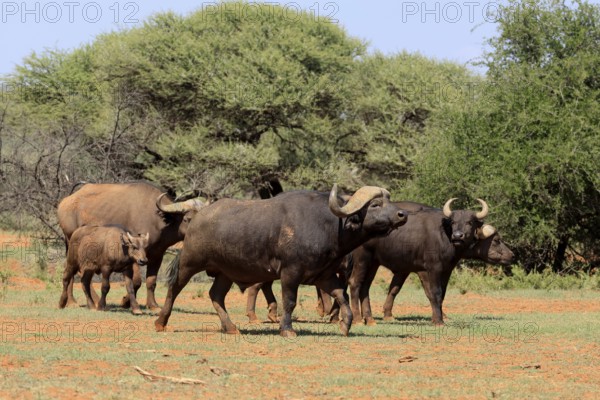 Cape buffalo (Syncerus caffer), adult, juvenile, foraging, group, Mokala National Park, Northern Cape, South Africa